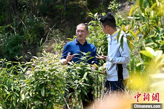 張高漢向參訪者介紹金花茶種植情況?！埥鸫?攝